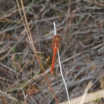 Diplacodes bipunctata (Wandering Percher) at Mount Taylor - 11 Mar 2024 by Harrisi