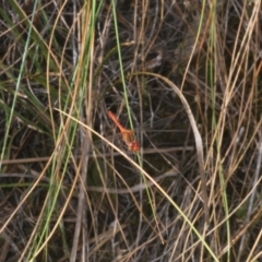 Diplacodes bipunctata at Mount Taylor - 11 Mar 2024