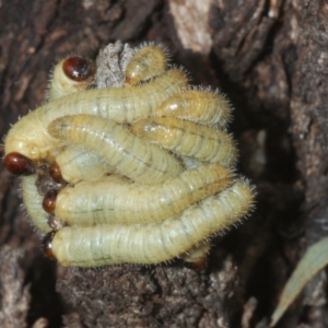 Perginae sp. (subfamily) at Percival Hill - 20 Mar 2024