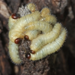 Perginae sp. (subfamily) at Percival Hill - 20 Mar 2024