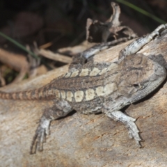 Amphibolurus muricatus (Jacky Lizard) at Mount Taylor - 21 Mar 2024 by Harrisi