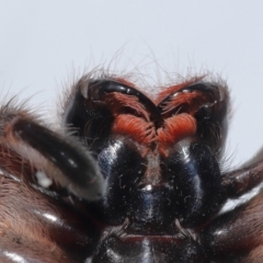 Holconia immanis at Wellington Point, QLD - suppressed