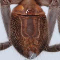 Holconia immanis at Wellington Point, QLD - suppressed