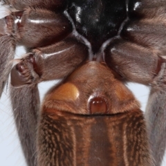Holconia immanis at Wellington Point, QLD - suppressed