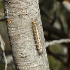Unidentified Noctuoid moth (except Arctiinae) at West Hobart, TAS - 19 Nov 2023 by VanessaC
