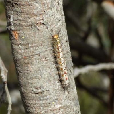 Unidentified Noctuoid moth (except Arctiinae) at West Hobart, TAS - 19 Nov 2023 by VanessaC