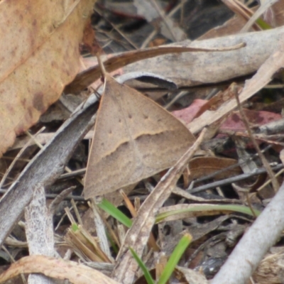 Unidentified Geometer moth (Geometridae) at West Hobart, TAS - 19 Nov 2023 by VanessaC
