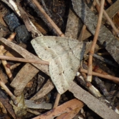 Parosteodes fictiliaria (Dodonaea Moth) at West Hobart, TAS - 10 Nov 2023 by VanessaC