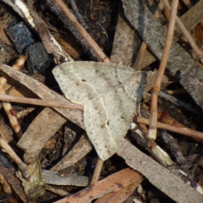 Unidentified Moth (Lepidoptera) at West Hobart, TAS - 9 Nov 2023 by VanessaC