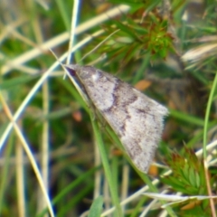 Unidentified Moth (Lepidoptera) at Mount Stuart, TAS - 7 Nov 2023 by VanessaC