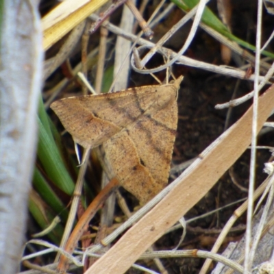 Unidentified Moth (Lepidoptera) at West Hobart, TAS - 5 Nov 2023 by VanessaC