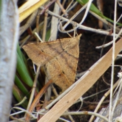 Unidentified Moth (Lepidoptera) at West Hobart, TAS - 5 Nov 2023 by VanessaC