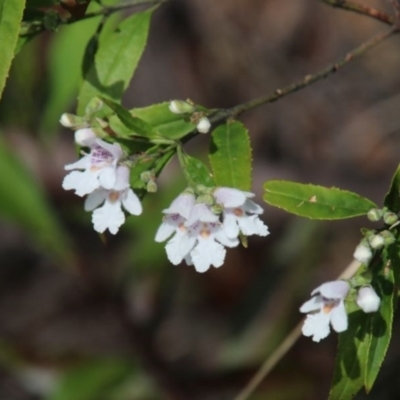 Prostanthera lasianthos (Victorian Christmas Bush) at Wingecarribee Local Government Area - 7 Jan 2024 by JanHartog