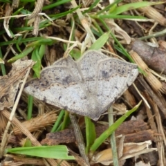 Unidentified Moth (Lepidoptera) at Mount Stuart, TAS - 5 Nov 2023 by VanessaC