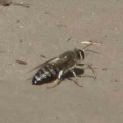 Bembix sp. (genus) (Unidentified Bembix sand wasp) at West Hobart, TAS - 6 Dec 2023 by VanessaC