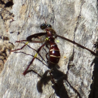 Daptolestes limbipennis (Robber fly) at West Hobart, TAS - 10 Nov 2023 by VanessaC