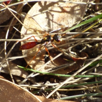 Unidentified Insect at West Hobart, TAS - 21 Nov 2023 by VanessaC