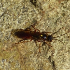 Apocrita (suborder) at West Hobart, TAS - 21 Nov 2023 by VanessaC