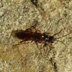 Unidentified Insect at West Hobart, TAS - 21 Nov 2023 by VanessaC