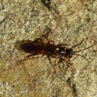 Apocrita (suborder) at West Hobart, TAS - 21 Nov 2023 by VanessaC