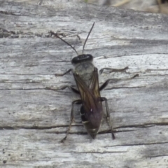 Apocrita (suborder) at West Hobart, TAS - 9 Dec 2023 by VanessaC