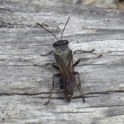 Unidentified Insect at West Hobart, TAS - 9 Dec 2023 by VanessaC