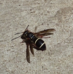 Unidentified Insect at West Hobart, TAS - 11 Dec 2023 by VanessaC