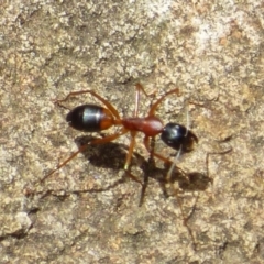Camponotus consobrinus (Banded sugar ant) at Mount Stuart, TAS - 2 Feb 2024 by VanessaC