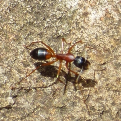 Camponotus consobrinus at Mount Stuart, TAS - 2 Feb 2024 by VanessaC