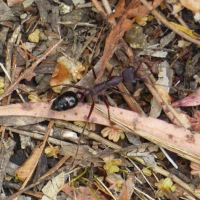 Unidentified Ant (Hymenoptera, Formicidae) at West Hobart, TAS - 4 Feb 2024 by VanessaC