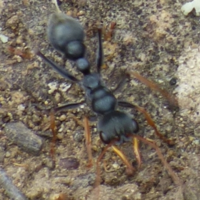 Unidentified Ant (Hymenoptera, Formicidae) at Mount Stuart, TAS - 20 Dec 2023 by VanessaC