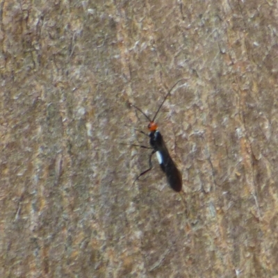 Unidentified Parasitic wasp (numerous families) at Mount Stuart, TAS - 13 Feb 2024 by VanessaC