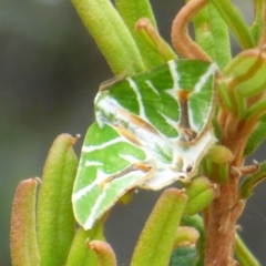 Chlorodes boisduvalaria (Boisduval's Emerald) at Sloping Main, TAS - 25 Feb 2024 by VanessaC