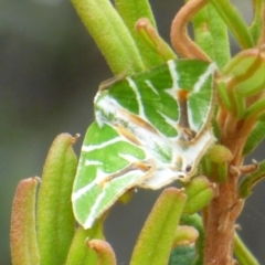 Unidentified Geometer moth (Geometridae) at Sloping Main, TAS - 25 Feb 2024 by VanessaC