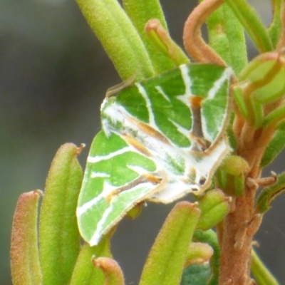 Unidentified Geometer moth (Geometridae) at Sloping Main, TAS - 25 Feb 2024 by VanessaC