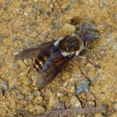 Scaptia jacksonii (horse fly, March fly) at Wellington Park, TAS - 24 Jan 2024 by VanessaC