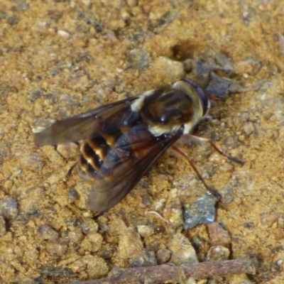 Unidentified Bee (Hymenoptera, Apiformes) at Wellington Park, TAS - 24 Jan 2024 by VanessaC