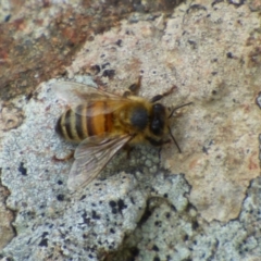 Apis mellifera (European honey bee) at West Hobart, TAS - 15 Dec 2023 by VanessaC
