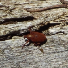 Unidentified Beetle (Coleoptera) at West Hobart, TAS - 10 Nov 2023 by VanessaC
