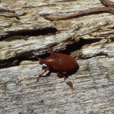 Unidentified Beetle (Coleoptera) at West Hobart, TAS - 10 Nov 2023 by VanessaC