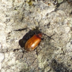 Ecnolagria grandis (Honeybrown beetle) at Mount Stuart, TAS - 23 Nov 2023 by VanessaC