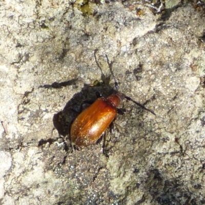 Ecnolagria grandis (Honeybrown beetle) at Mount Stuart, TAS - 23 Nov 2023 by VanessaC