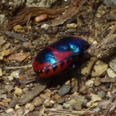 Choerocoris paganus (Ground shield bug) at Mount Stuart, TAS - 2 Dec 2023 by VanessaC