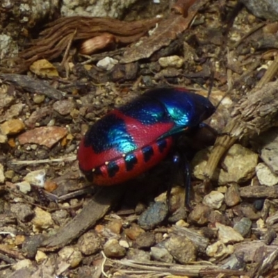 Choerocoris paganus (Ground shield bug) at Mount Stuart, TAS - 2 Dec 2023 by VanessaC