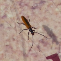 Stenoderus suturalis (Stinking Longhorn) at Mount Stuart, TAS - 3 Dec 2023 by VanessaC