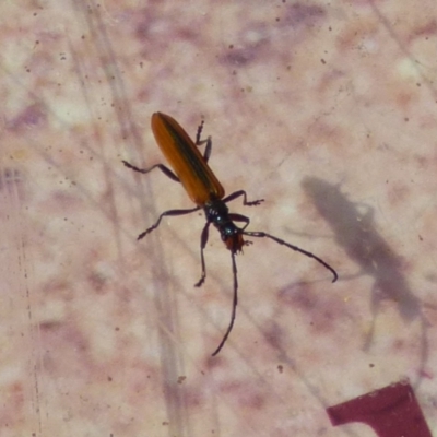 Stenoderus suturalis (Stinking Longhorn) at Mount Stuart, TAS - 3 Dec 2023 by VanessaC