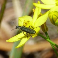 Eleale aspera (Clerid beetle) at Mount Stuart, TAS - 4 Dec 2023 by VanessaC