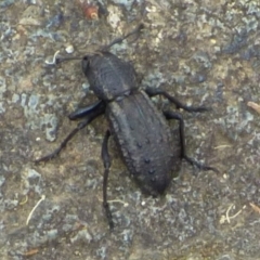 Unverified Beetle (Coleoptera) at West Hobart, TAS - 5 Dec 2023 by VanessaC