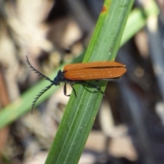 Porrostoma sp. (genus) (Lycid, Net-winged beetle) at West Hobart, TAS - 12 Dec 2023 by VanessaC