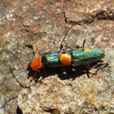 Chauliognathus sp. (genus) (Soldier beetle) at West Hobart, TAS - 5 Jan 2024 by VanessaC